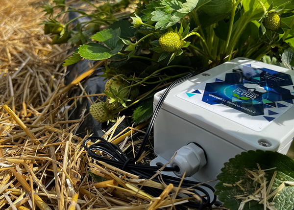 La société allemande FSA a conçu un système d’irrigation et de capteurs d’humidité de sol.