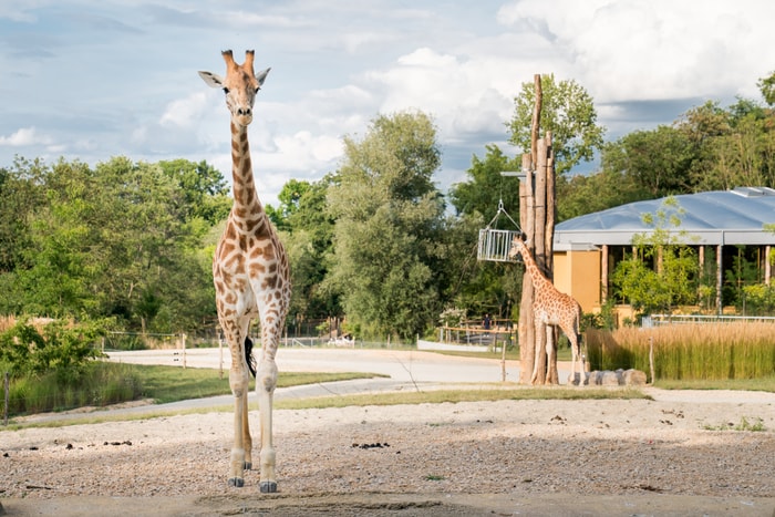 Les girafes du Parc Zoologique et Botanique de Mulhouse sont aux petits soins dans leur nouvel enclos spécialement aménagé pour elles.